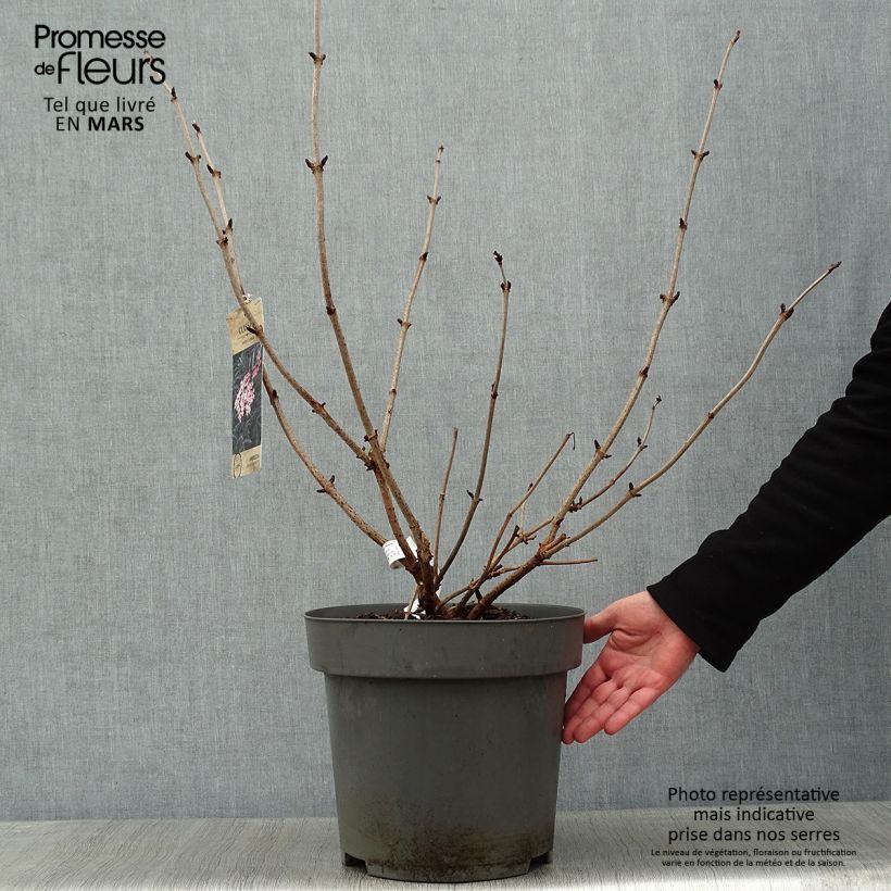 Example of Sambucus nigra Black Lace - Gewone vlier Pot van 12 l/15 l as you get in hiver