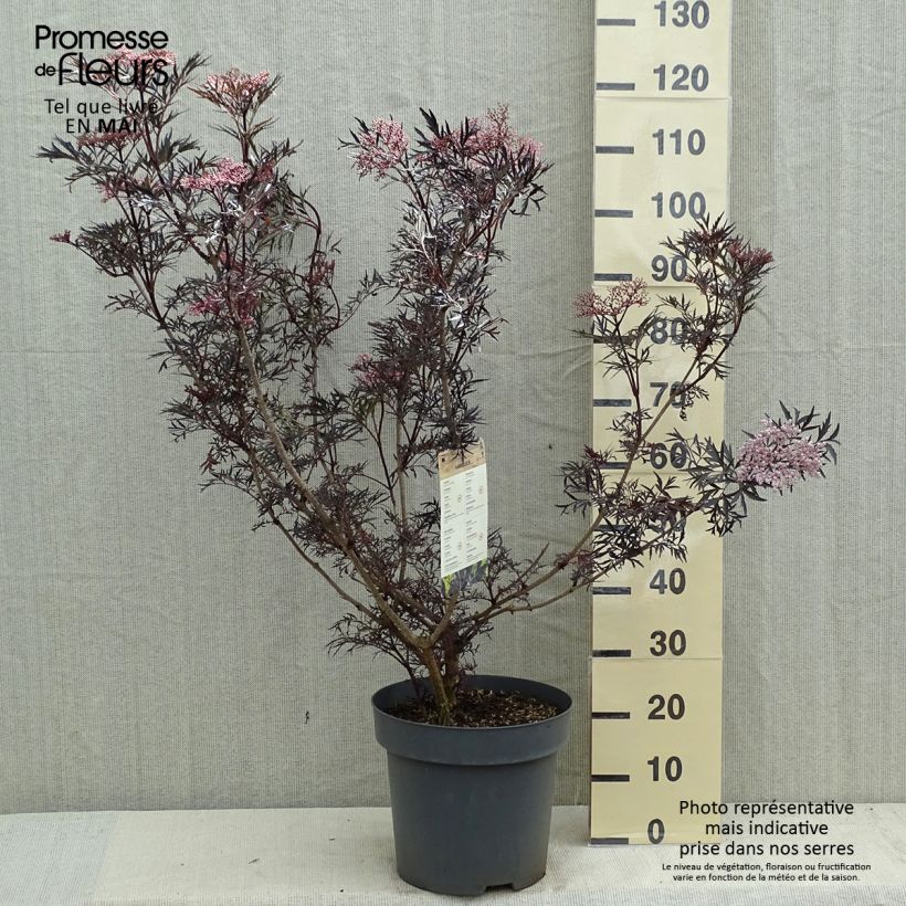 Exemplaar van Sambucus nigra Black Lace - Gewone vlier Pot van 12 l/15 l zoals geleverd in de lente