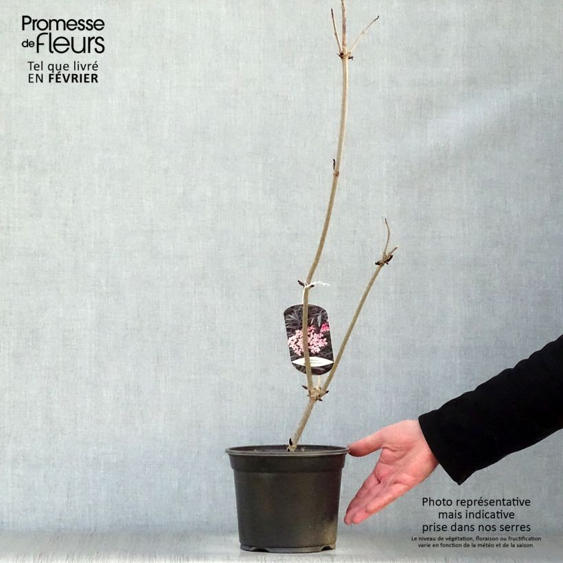 Example of Sambucus nigra Black Lace - Gewone vlier Pot van 2 l/3 l as you get in hiver