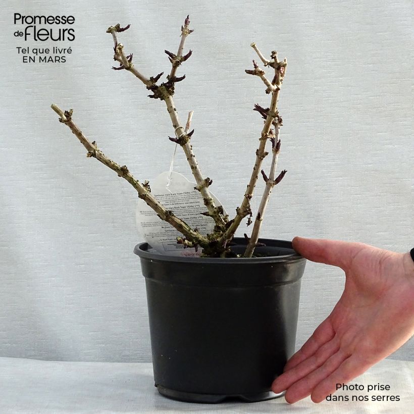 Exemplaar van Sambucus nigra Black Tower - Gewone vlier Pot van 3 l/4 l zoals geleverd in de lente