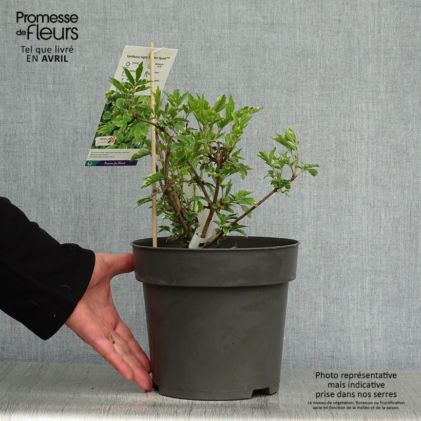 Exemplaar van Sambucus nigra Golden Spark - Gewone vlier Pot van 3 l/4 l zoals geleverd in de lente