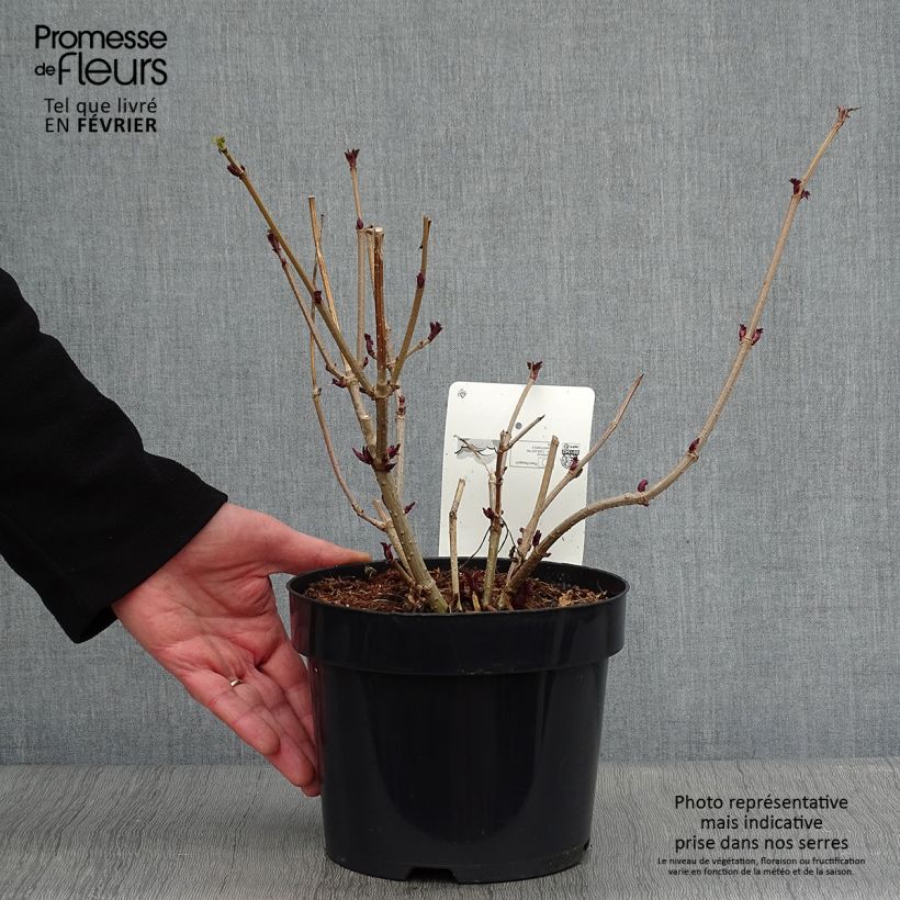 Example of Sureau noir - Sambucus nigra Golden Tower Pot van 3 l/4 l as you get in hiver