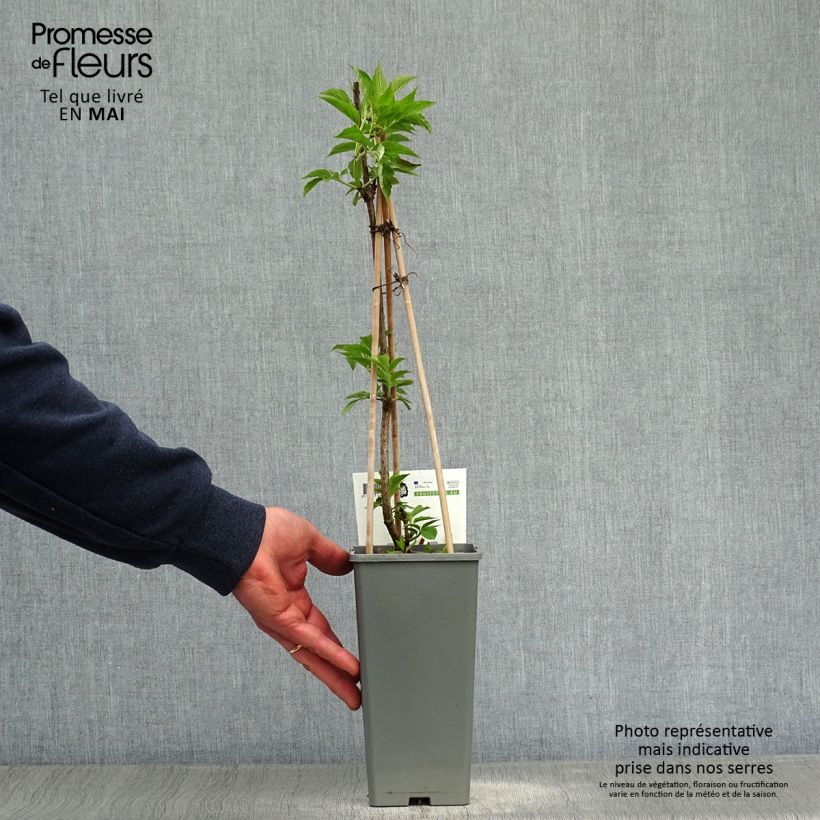 Exemplaar van Vlier Haschberg Pot van 1,5 l/2 l, Struik zoals geleverd in de lente