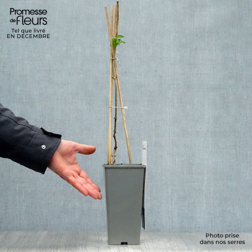 Exemplaar van Vlier Haschberg Pot van 1,5 l/2 l, Struik zoals geleverd in de winter