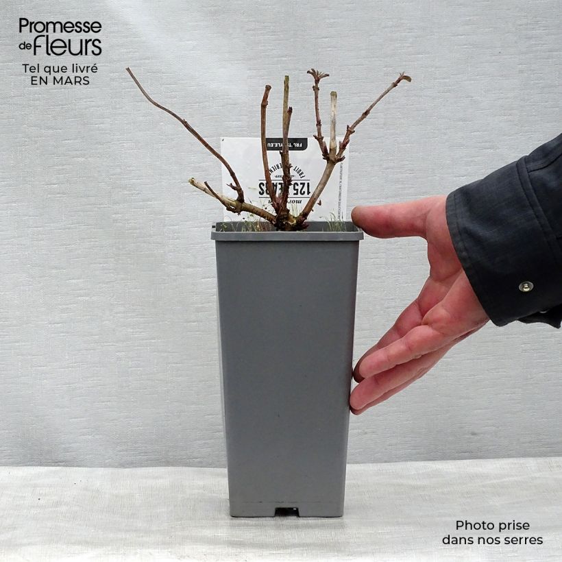 Exemplaar van Vlier Korsor Pot van 1,5 l/2 l, Struik zoals geleverd in de lente