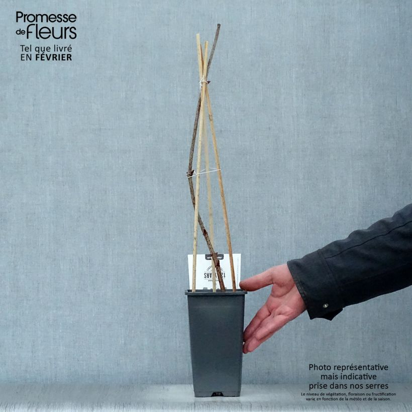 Exemplaar van Vlier Korsor Pot van 1,5 l/2 l, Struik zoals geleverd in de winter