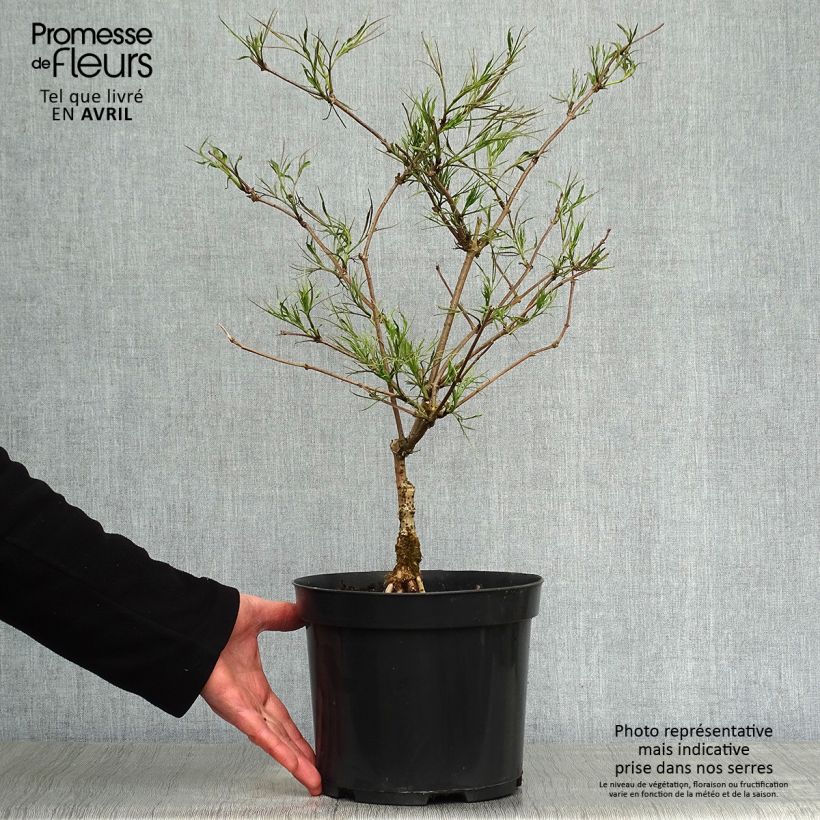 Exemplaar van Sambucus nigra Linearis - Gewone vlier Pot van 3 l/4 l zoals geleverd in de lente