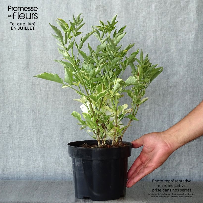 Exemplaar van Sambucus nigra Madonna - Gewone vlier Pot van 3 l/4 l zoals geleverd in de zomer