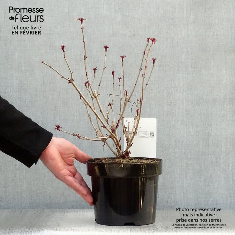 Example of Sureau noir - Sambucus nigra Madonna Pot van 3 l/4 l as you get in hiver