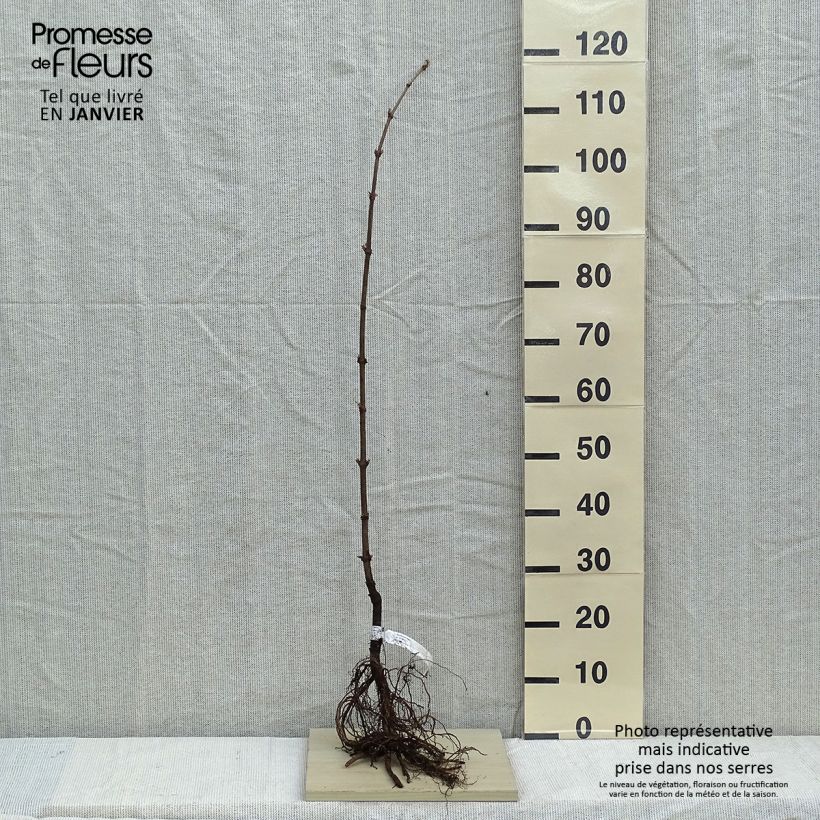 Example of Sambucus nigra - Gewone vlier Naakte wortel as you get in hiver