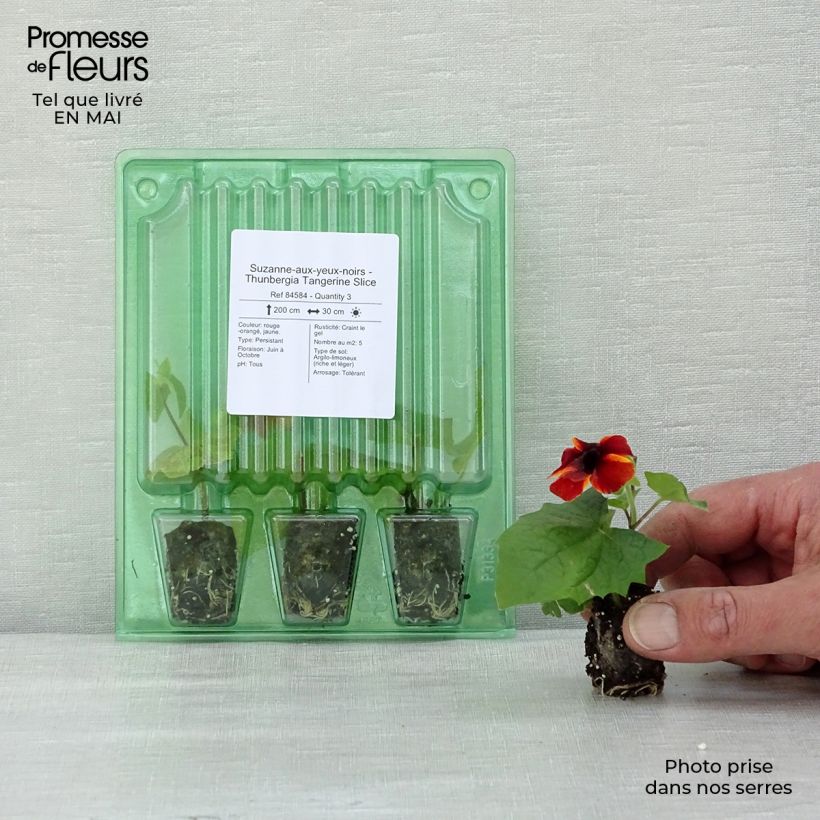 Example of Suzanne-aux-yeux-noirs - Thunbergia Tangerine Slice Mini-mot Ø 1,5/2,5 cm as you get in printemps