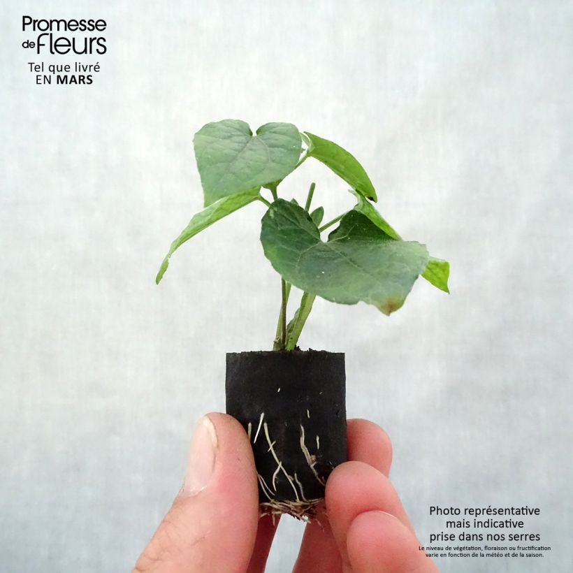 Exemplaar van Thunbergia alata Sunny Suzy Brownie - Suzanne met de mooie ogen Mini-mot Ø 3/4 cm zoals geleverd in de lente