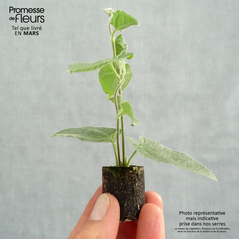 Example of Suzanne-aux-yeux-noirs - Thunbergia alata Sunny Suzy Rose Sensation Mini-mot Ø 3/4 cm as you get in printemps