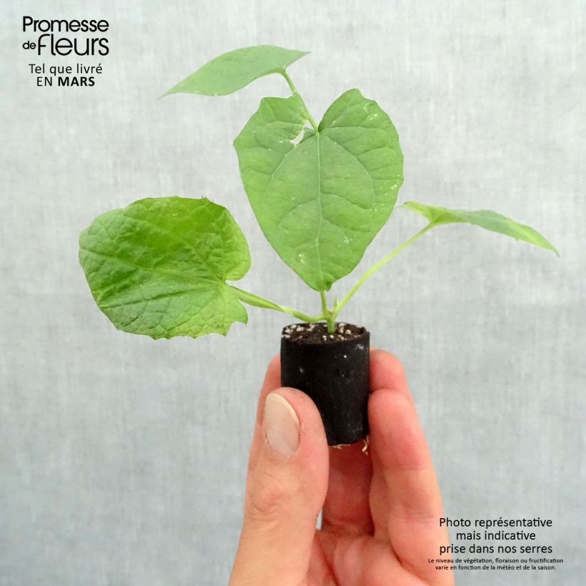 Example of Suzanne orange aux yeux noirs - Thunbergia alata as you get in printemps