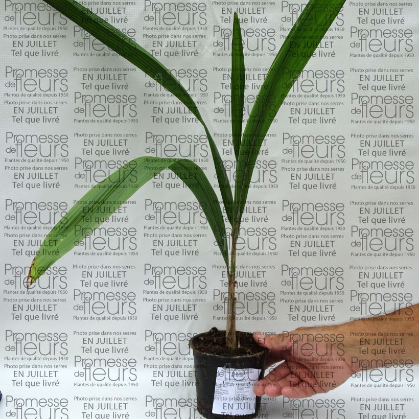Exemplaar van Syagrus romanzoffiana - Koninginnepalm Pot van 12 cm / 13 cm zoals geleverd in de zomer