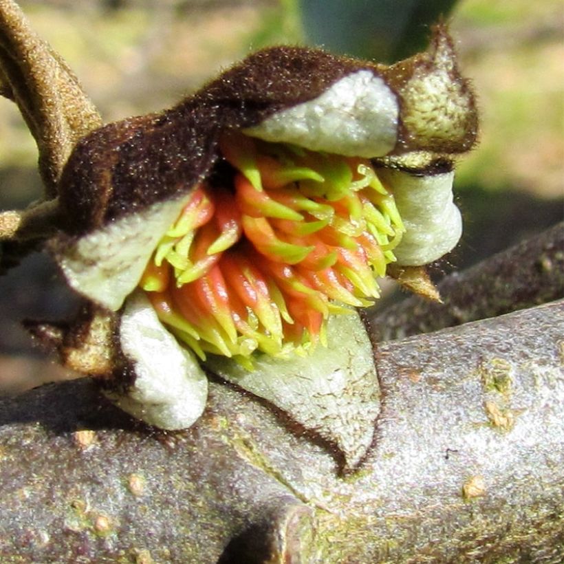 Sycoparrotia semidecidua (Flowering)