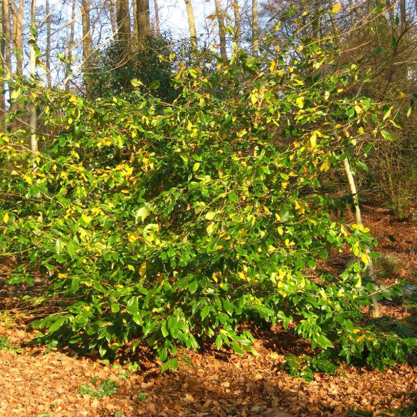 Sycoparrotia semidecidua (Plant habit)