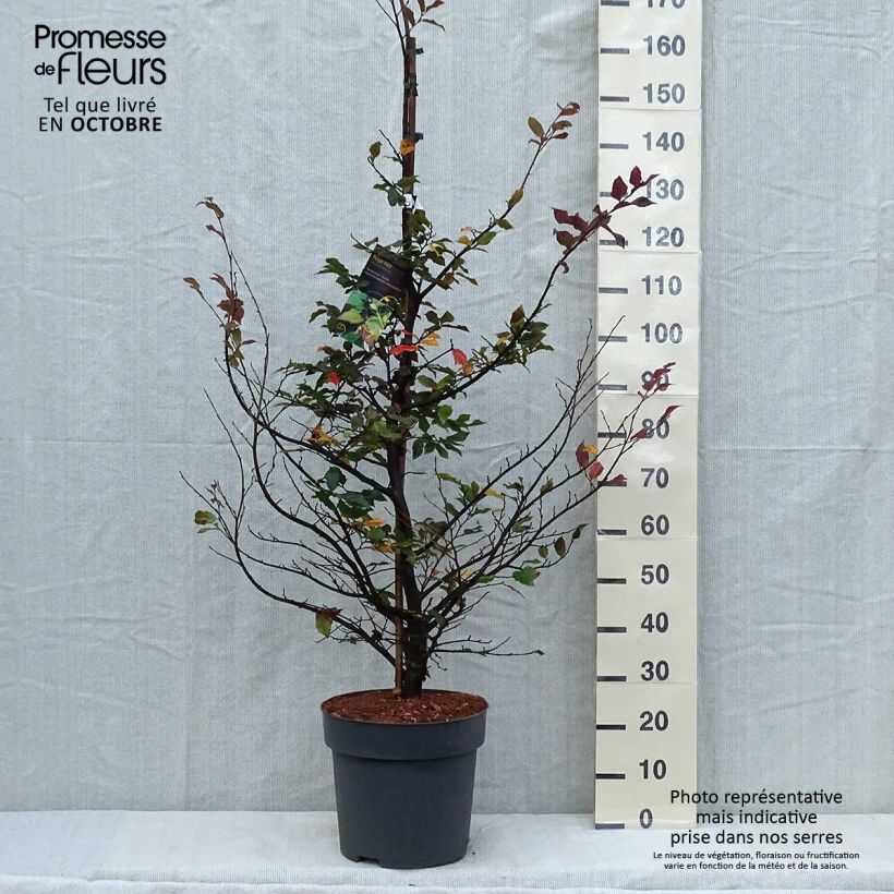 Exemplaar van Sycoparrotia semidecidua Purple Haze Pot van 12 l/15 l zoals geleverd in de herfst