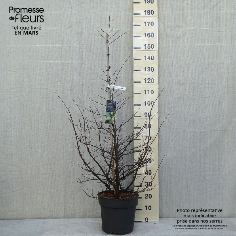 Example of Sycoparrotia semidecidua Purple Haze  Pot van 12 l/15 l as you get in hiver