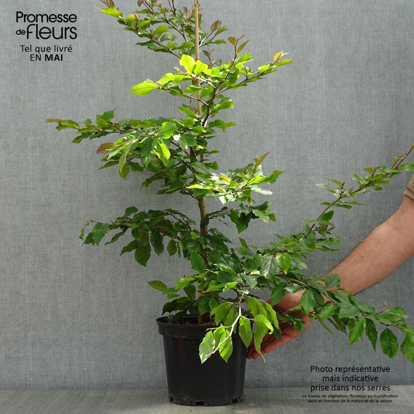 Exemplaar van Sycoparrotia semidecidua Purple Haze Pot van 3 l/4 l zoals geleverd in de lente