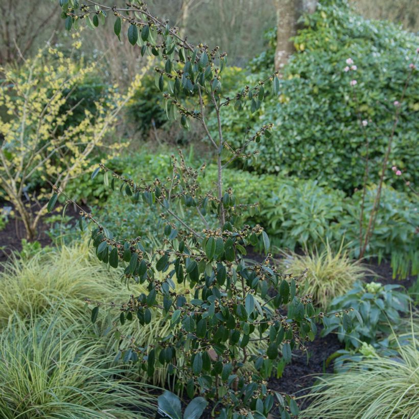 Sycopsis sinensis - Sycopsis de China (Groeiplaats)