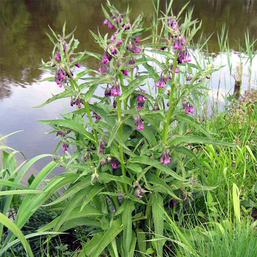 Gewone smeerwortel - Symphytum officinale (Plant habit)