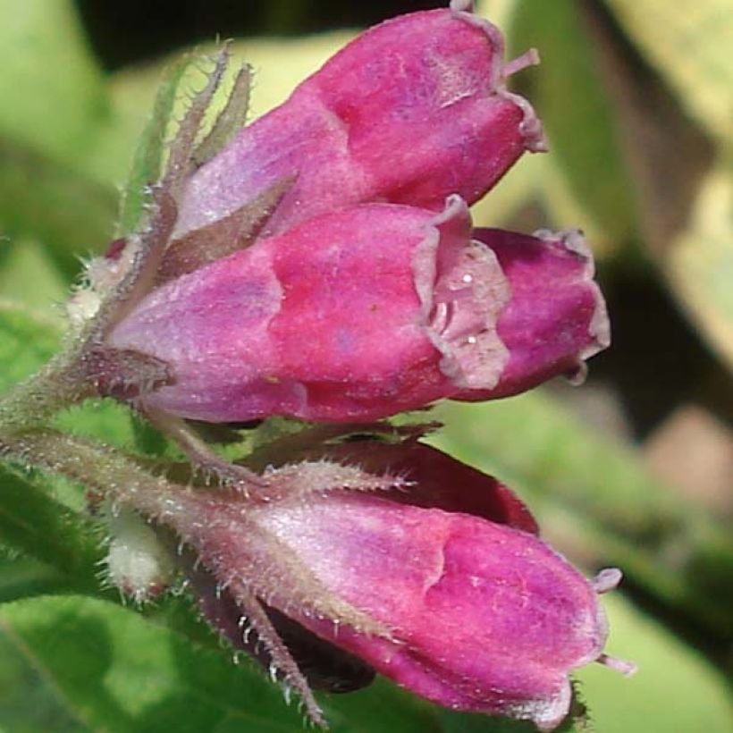 Symphytum rubrum - Smeerwortel (Flowering)