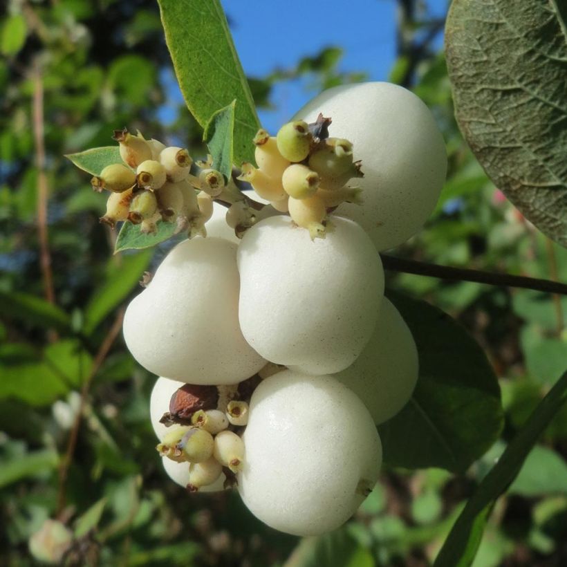 Symphoricarpos albus - Sneeuwbes (Harvest)