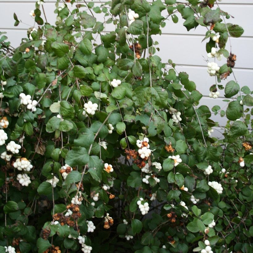 Symphoricarpos albus - Sneeuwbes (Plant habit)