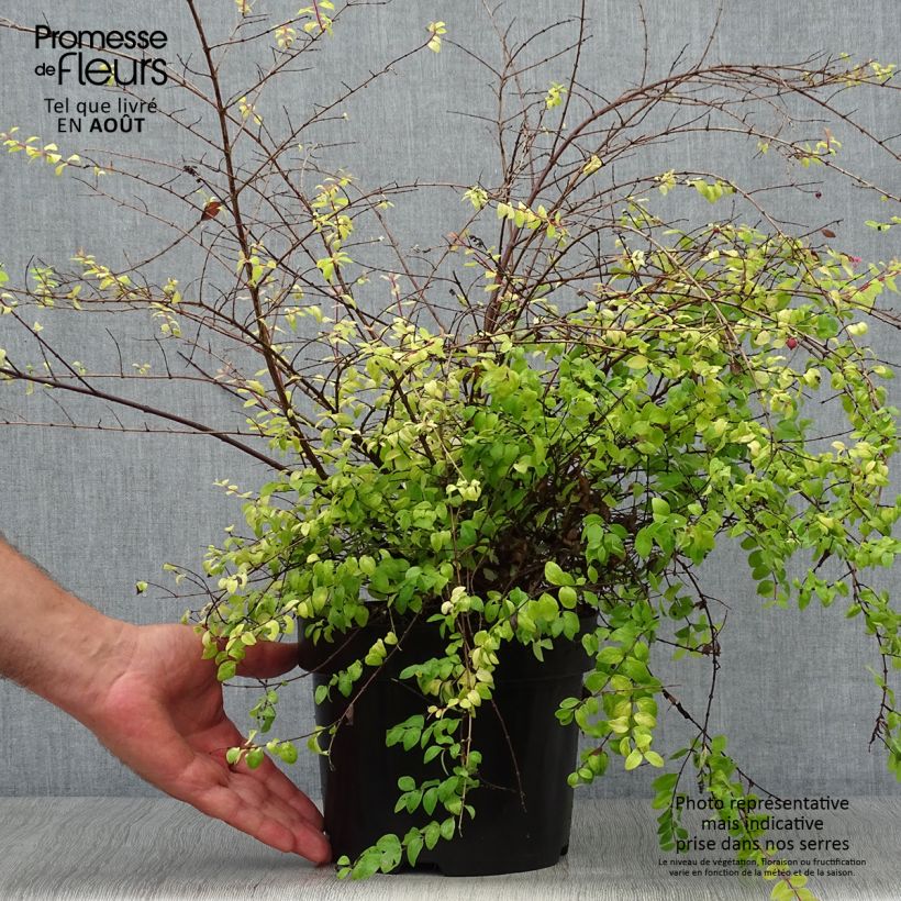 Exemplaar van Symphoricarpos chenaultii Brain de Soleil - Sneeuwbes Pot van 3 l/4 l zoals geleverd in de zomer