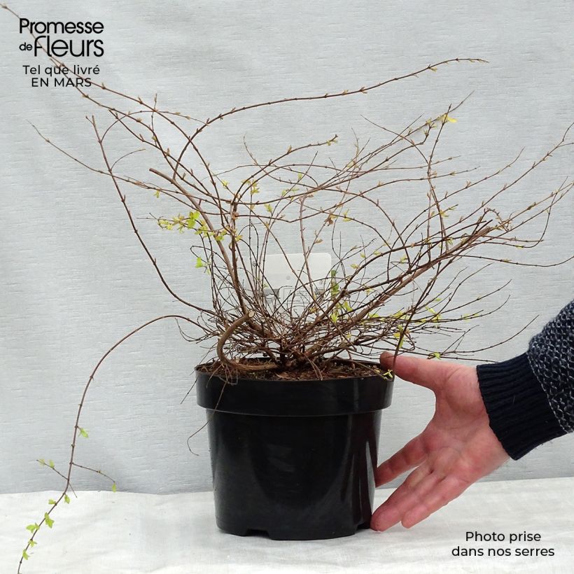 Example of Symphoricarpos chenaulti  Brain de Soleil - Symphorine Pot van 3 l/4 l as you get in hiver