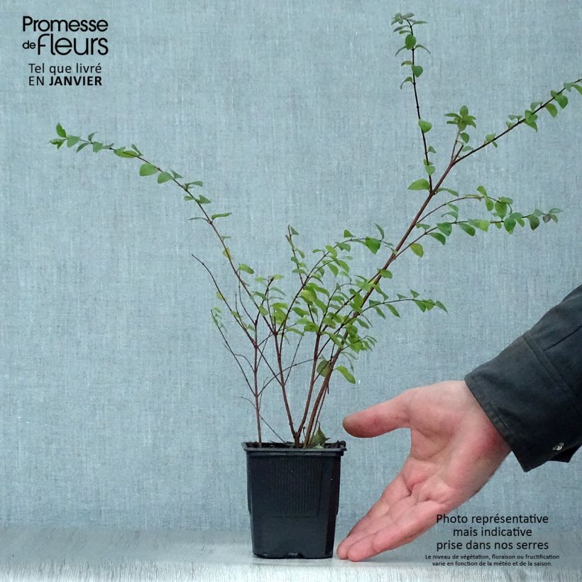 Example of Symphoricarpos chenaultii Hancock - Symphorine de Chenault Kweekpotje van 8/9 cm as you get in hiver