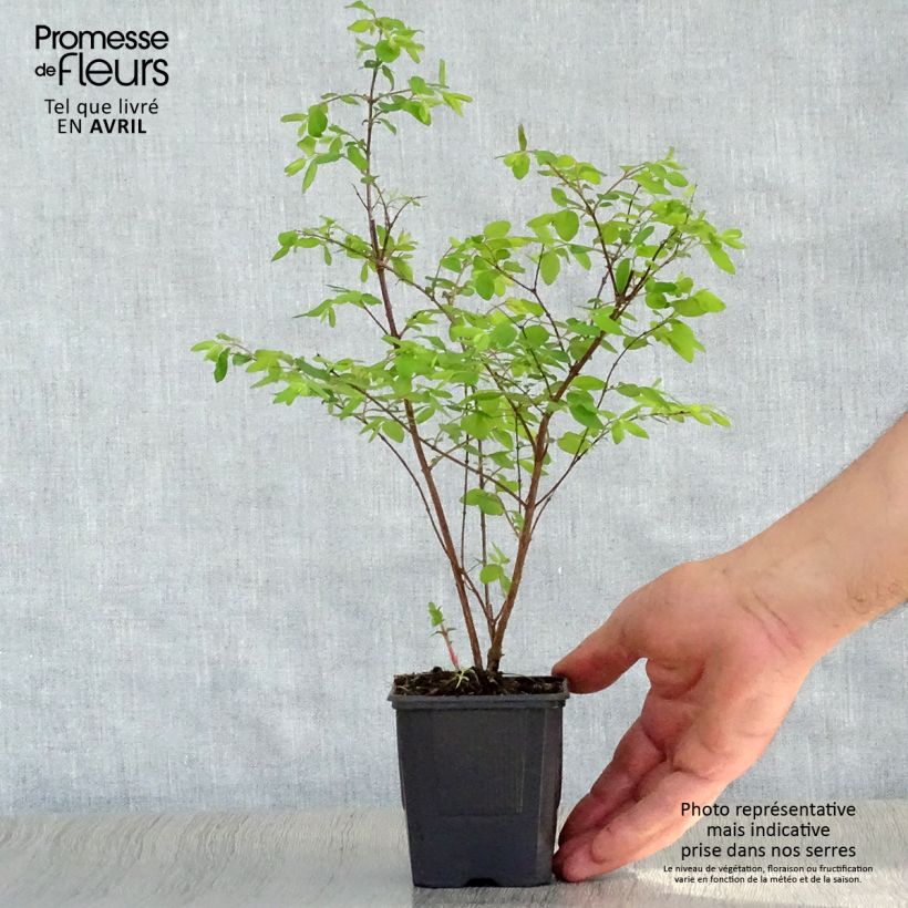 Exemplaar van Symphoricarpos chenaultii Hancock - Sneeuwbes Kweekpotje van 8/9 cm zoals geleverd in de lente