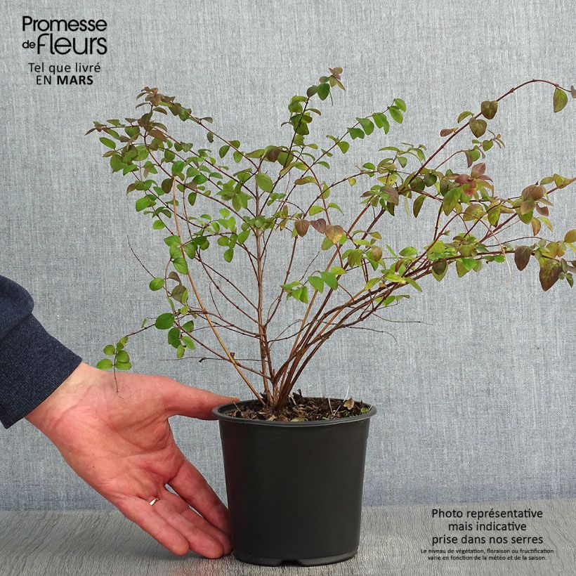 Example of Symphoricarpos chenaultii Hancock - Symphorine de Chenault Pot van 1 l/1,5 l as you get in hiver