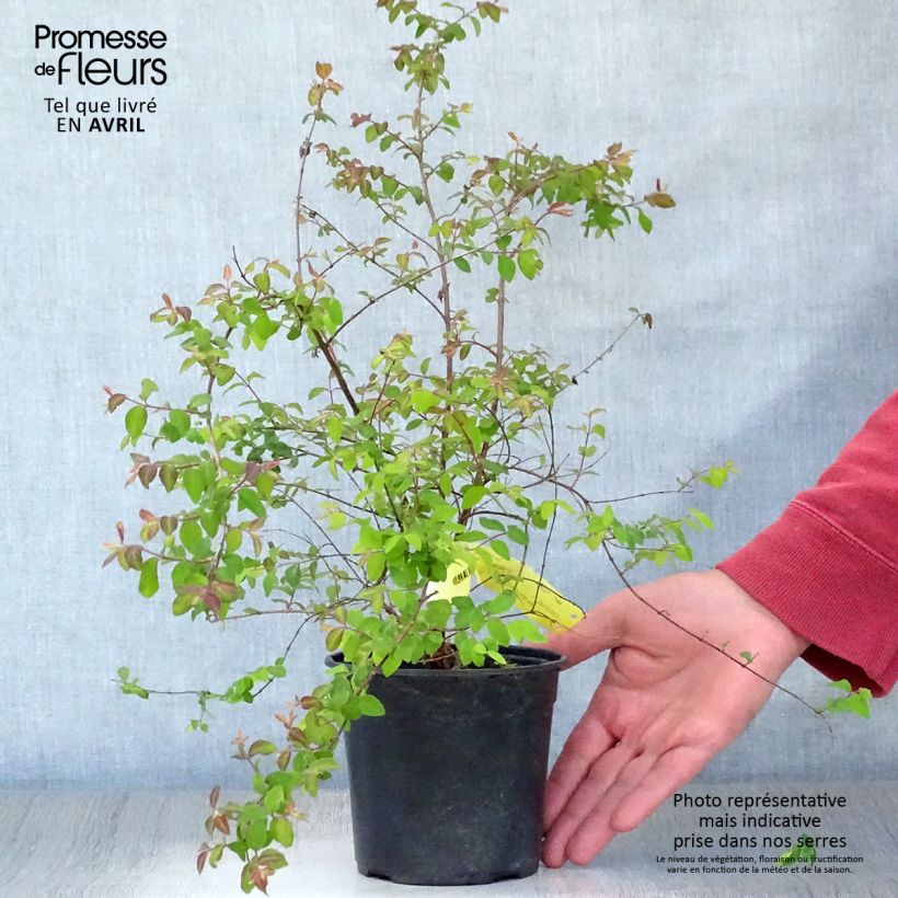 Exemplaar van Symphoricarpos chenaultii Hancock - Sneeuwbes Pot van 1 l/1,5 l zoals geleverd in de lente