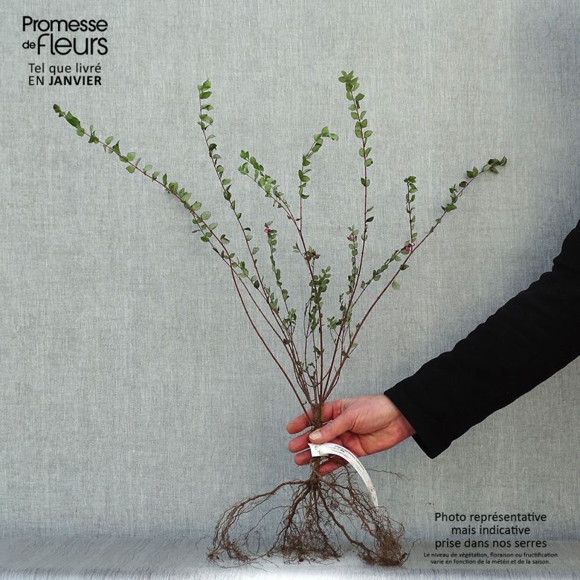 Example of Symphoricarpos chenaultii Hancock - Symphorine de Chenault Naakte wortel as you get in hiver