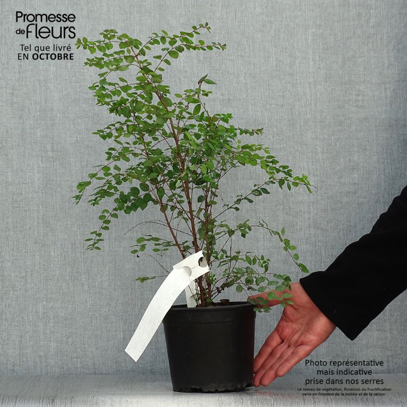 Exemplaar van Symphoricarpos chenaultii - Sneeuwbes Pot van 2 l/3 l zoals geleverd in de herfst