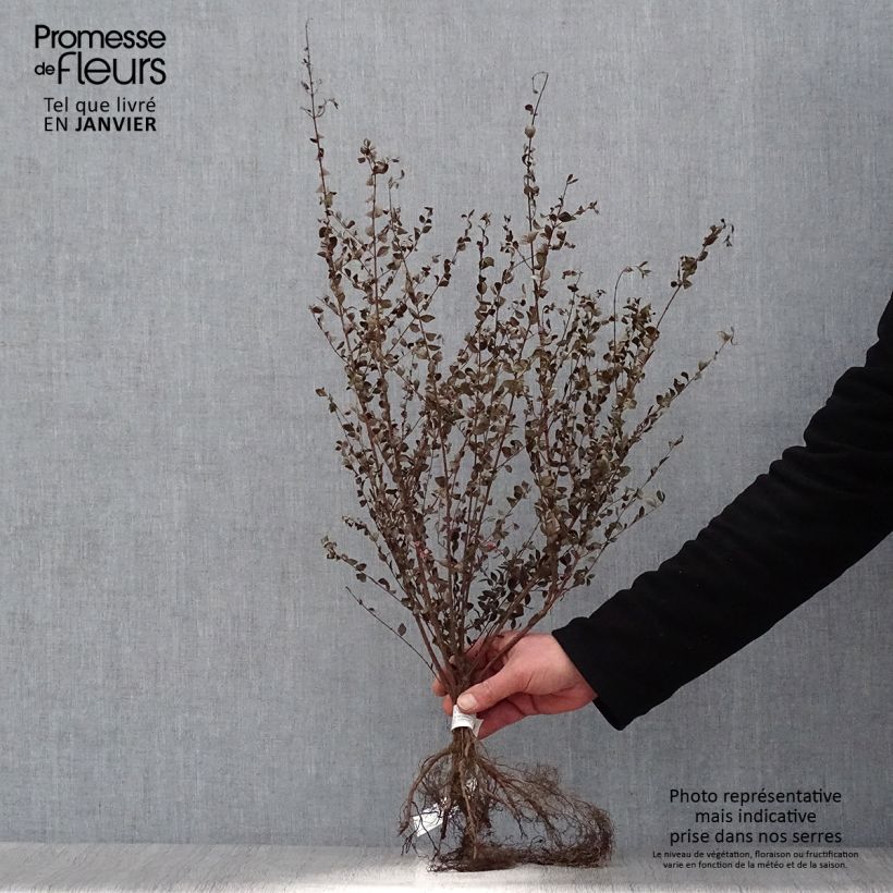 Example of Symphoricarpos chenaultii - Symphorine de Chenault Naakte wortel as you get in hiver