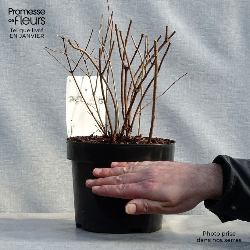 Example of Symphoricarpos doorenbosii Amethyst - Sneeuwbes Pot van 2 l/3 l as you get in hiver