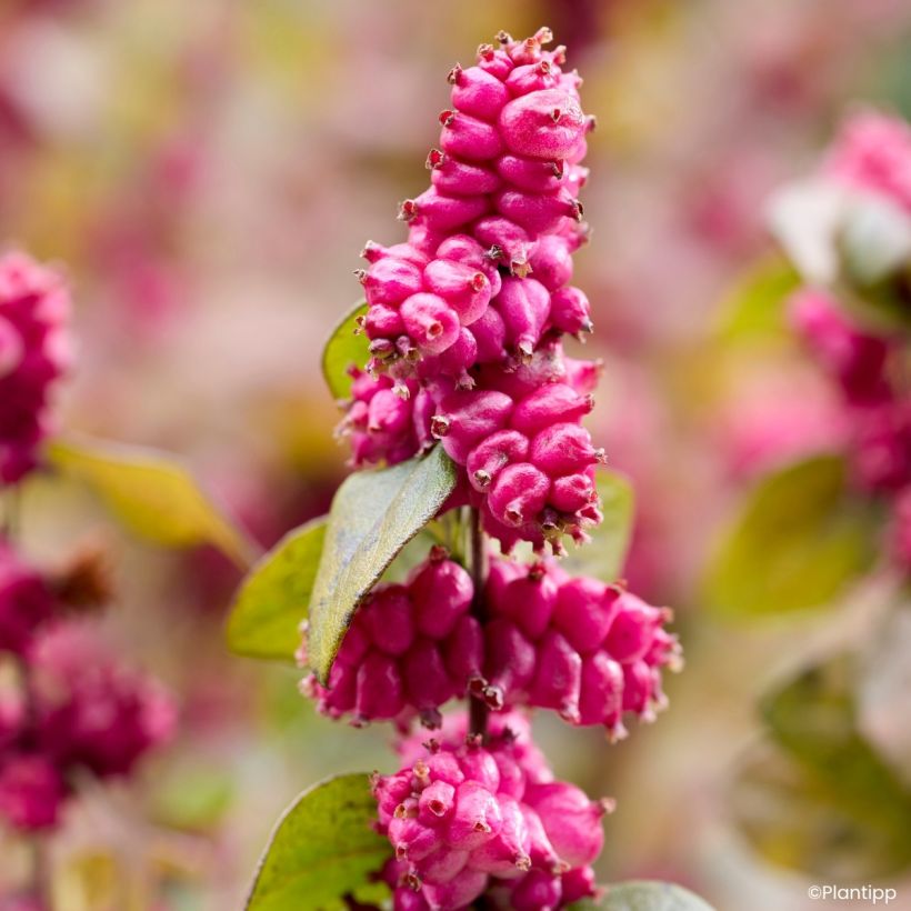 Symphorine Little Berry - Symphoricarpos (Oogst)