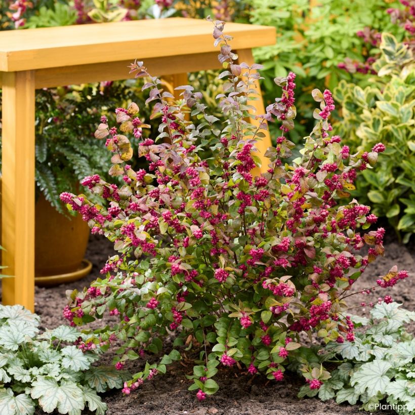 Symphorine Little Berry - Symphoricarpos (Groeiplaats)