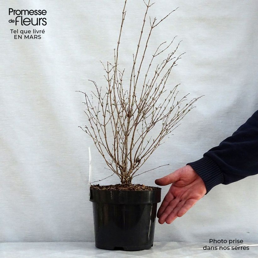 Exemplaar van Symphoricarpos doorenbosii Magical Galaxy - Sneeuwbes Pot van 3 l/4 l zoals geleverd in de lente