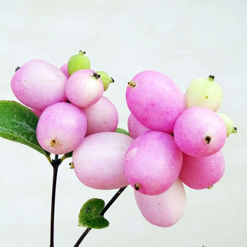 Symphoricarpos doorenbosii Mother of Pearl - Sneeuwbes (Oogst)