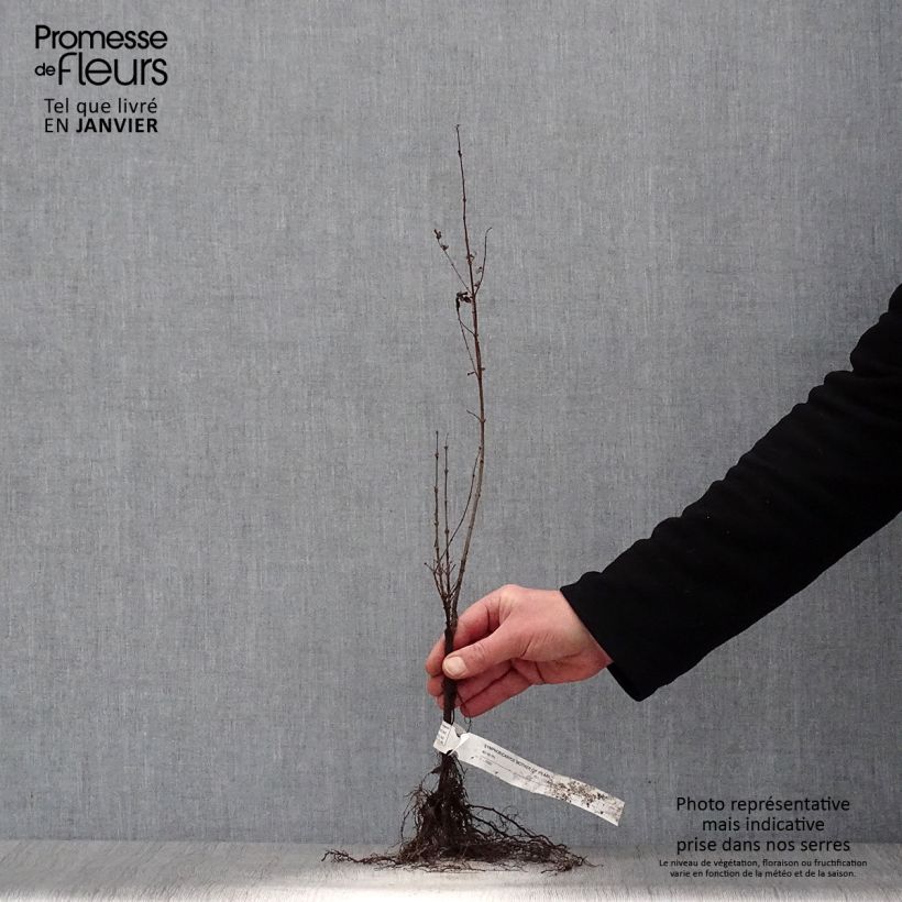 Example of Symphoricarpos doorenbosii Mother of Pearl - Sneeuwbes Naakte wortel as you get in hiver