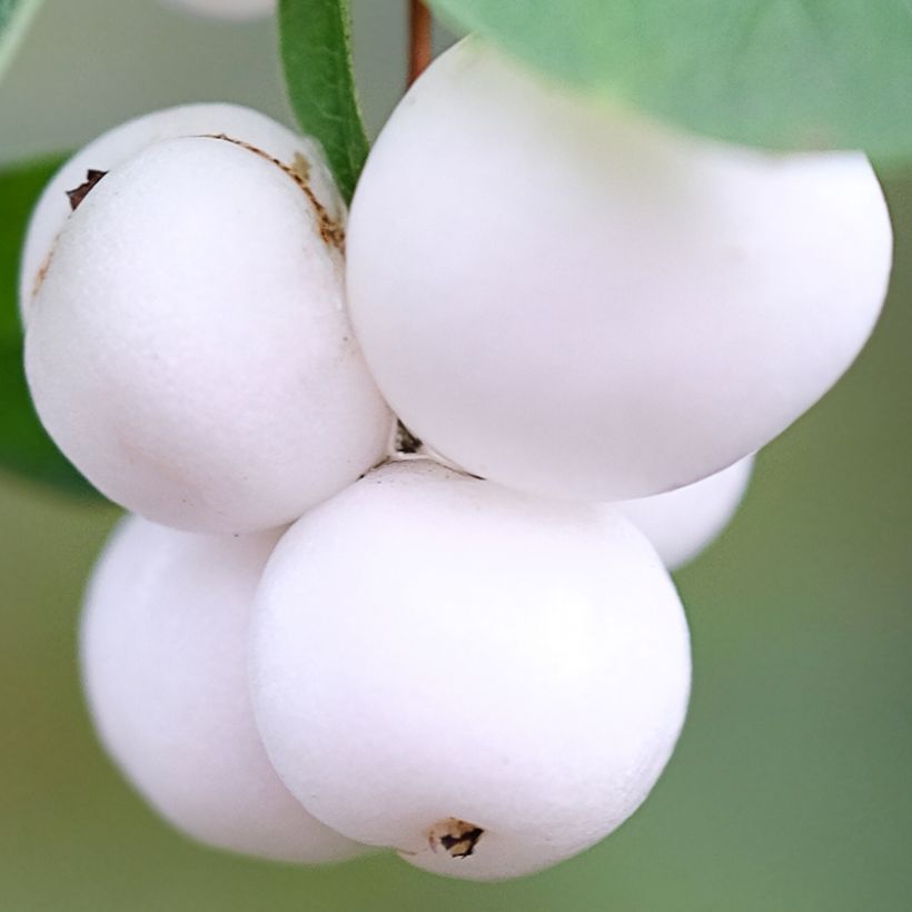 Symphoricarpos Arvid - Sneeuwbes (Harvest)