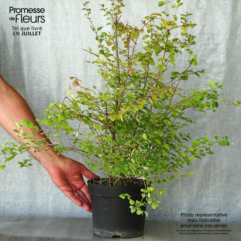 Exemplaar van Symphoricarpos doorenbosii Amethyst - Sneeuwbes Pot van 2 l/3 l zoals geleverd in de zomer