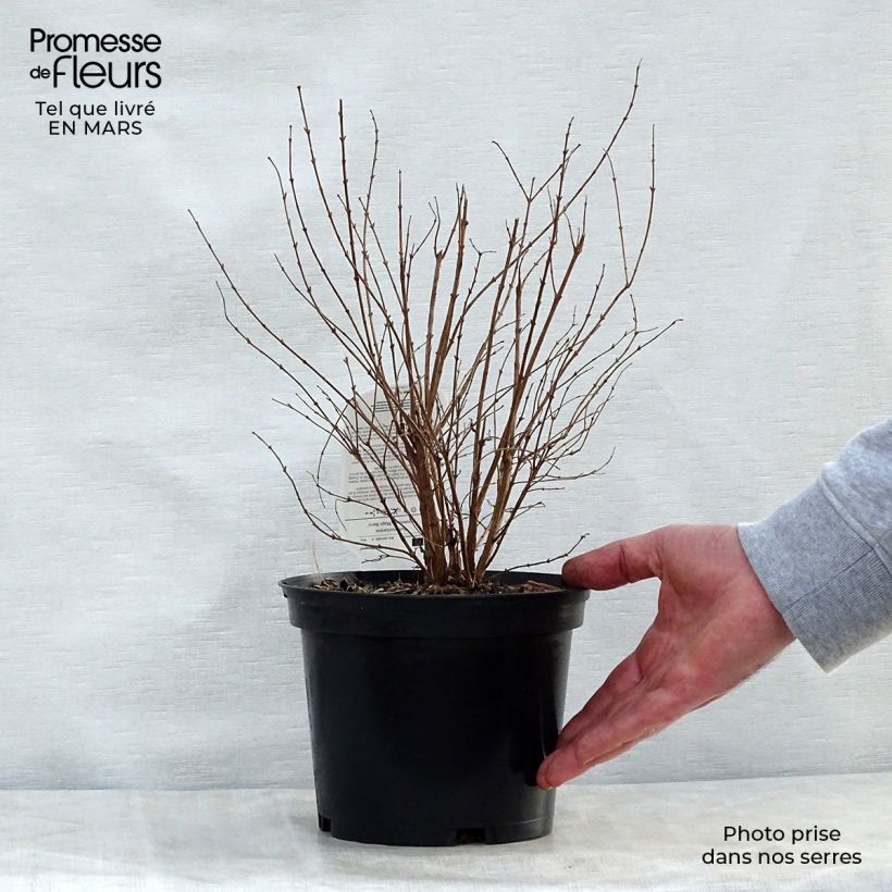 Exemplaar van Symphoricarpos doorenbosii Magic Berry - Sneeuwbes Pot van 2 l/3 l zoals geleverd in de lente