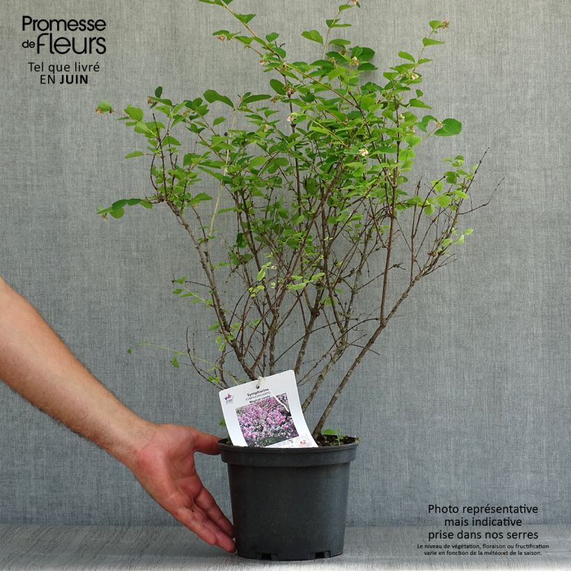 Exemplaar van Symphoricarpos doorenbosii Magical Candy - Sneeuwbes Pot van 2 l/3 l zoals geleverd in de zomer
