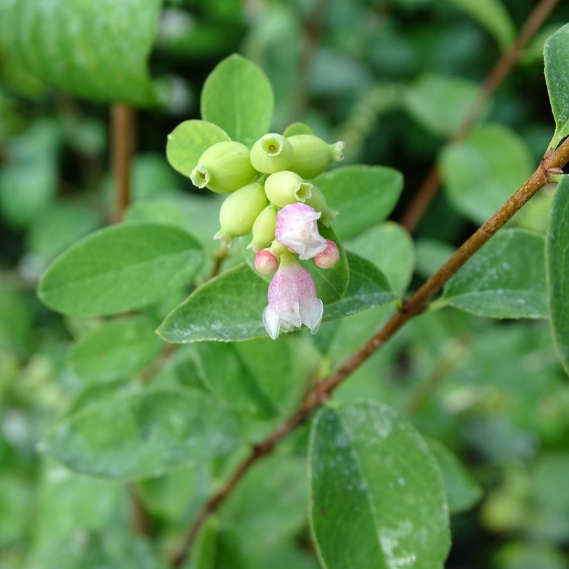 Symphoricarpos doorenbosii White Hedge - Sneeuwbes (Flowering)
