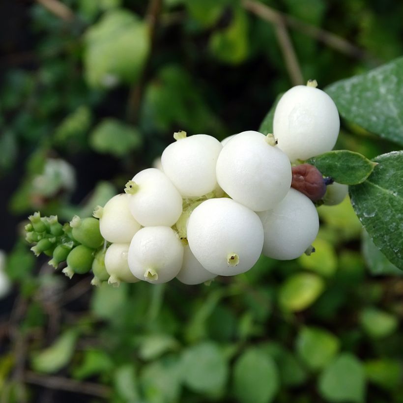 Symphoricarpos doorenbosii White Hedge - Sneeuwbes (Harvest)